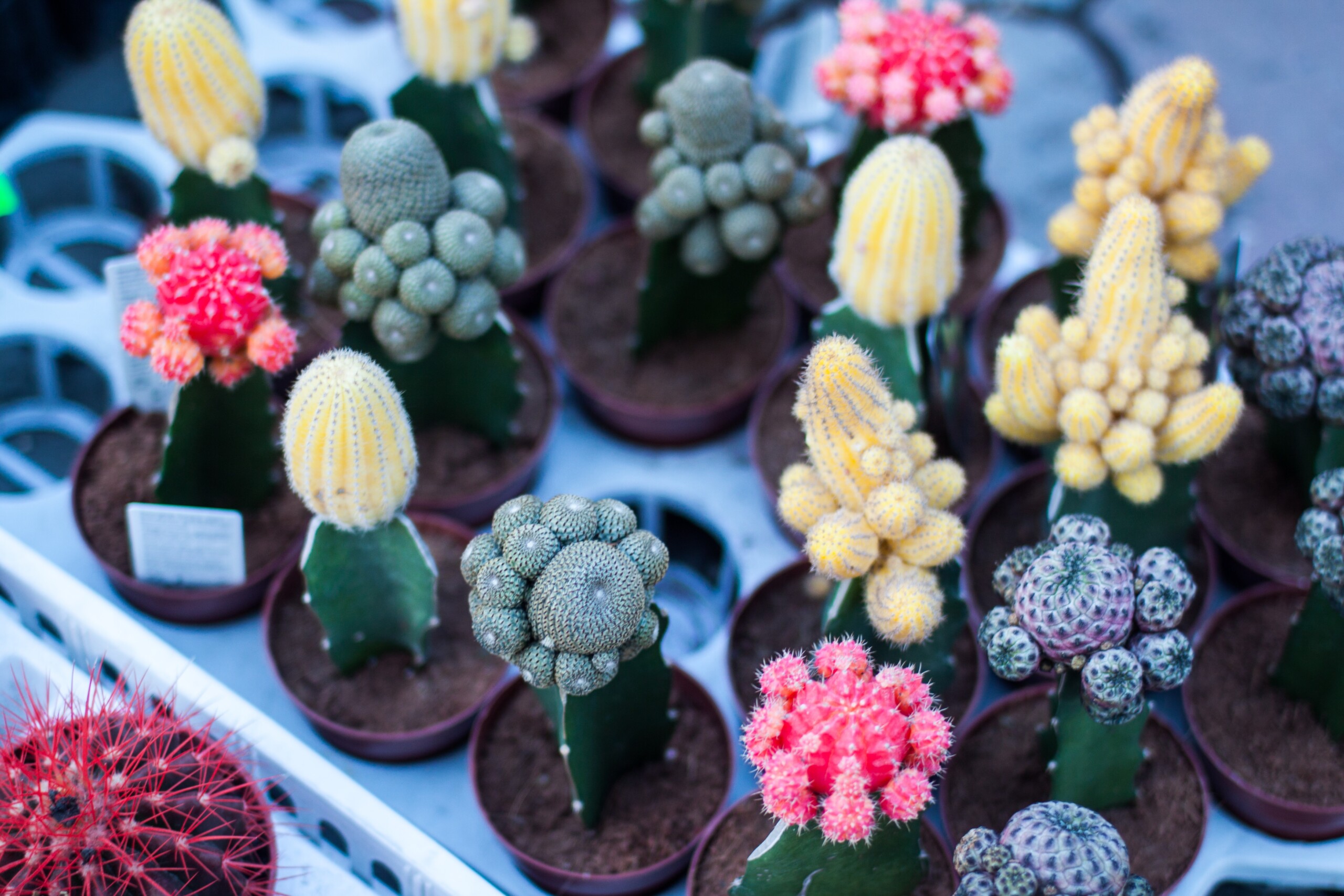 John Mark Smith MGmsAQQHfnU Unsplash